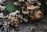Desarmillaria tabescens image
