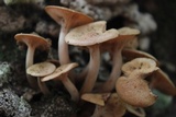 Desarmillaria tabescens image