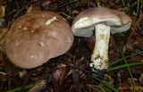 Tylopilus rubrobrunneus image