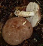 Tylopilus rubrobrunneus image