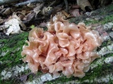 Phaeotremella frondosa image