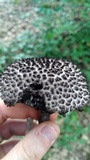 Strobilomyces confusus image