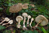 Chlorophyllum olivieri image