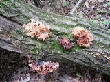 Phaeotremella frondosa image