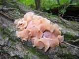 Phaeotremella frondosa image