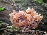 Phaeotremella frondosa image