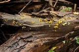 Calocera cornea image