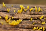 Calocera cornea image