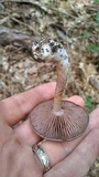 Cortinarius iodes image