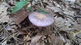 Cortinarius iodes image