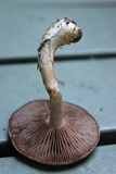 Cortinarius iodes image
