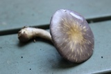Cortinarius iodes image