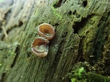 Pachyella clypeata image