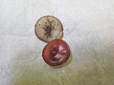 Pachyella clypeata image