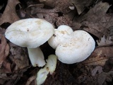 Lactarius chrysorrheus image
