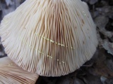 Lactarius chrysorrheus image