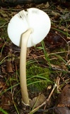Amanita sect. Vaginatae image
