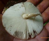 Amanita sect. Vaginatae image