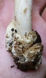 Amanita sect. Vaginatae image