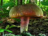 Boletus luridiformis image