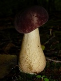 Tylopilus rubrobrunneus image
