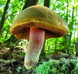Boletus luridiformis image