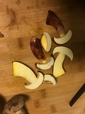 Boletus pallidoroseus image