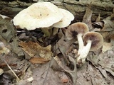 Lactarius pallescens var. pallescens image