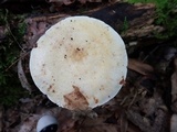 Lactarius pallescens image