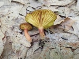 Phylloporus rhodoxanthus image