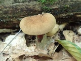 Phylloporus rhodoxanthus image
