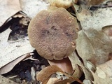 Phylloporus rhodoxanthus image