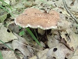Sarcodon scabrosus image