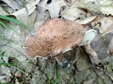Sarcodon scabrosus image