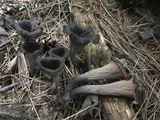 Craterellus fallax image