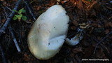 Limacella illinita image