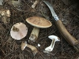Tylopilus felleus image