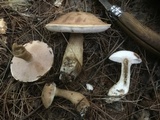 Tylopilus felleus image