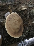 Tylopilus felleus image