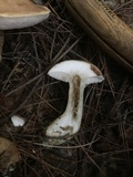 Tylopilus felleus image