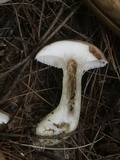 Tylopilus felleus image