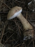 Tylopilus felleus image