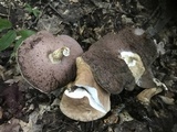 Tylopilus rubrobrunneus image