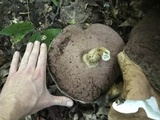 Tylopilus rubrobrunneus image