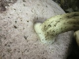 Tylopilus rubrobrunneus image