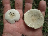Amanita farinosa image