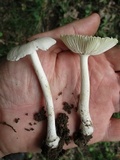 Amanita farinosa image