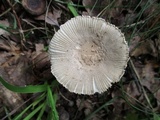 Amanita farinosa image