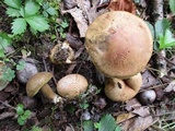 Pseudoboletus parasiticus image