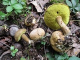 Pseudoboletus parasiticus image